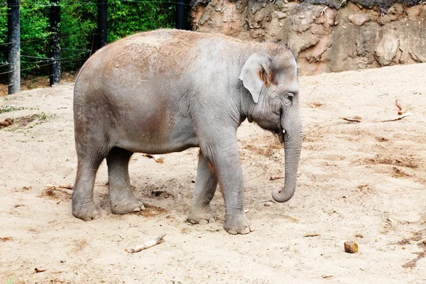 Female elephant on a sandy enclosure — Stock fotografie