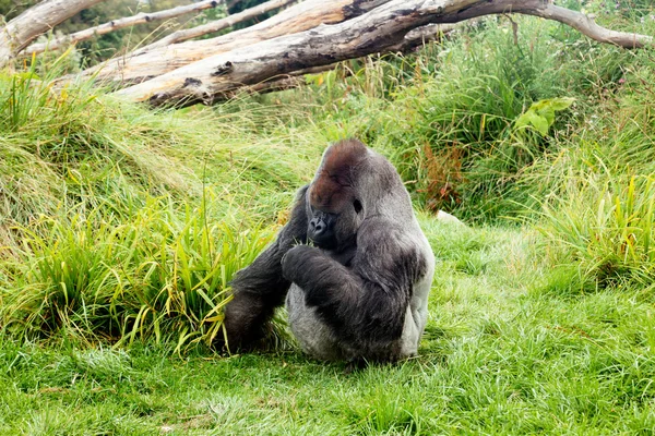 Mannelijke zilver terug gorilla eten groene bladeren — Stockfoto