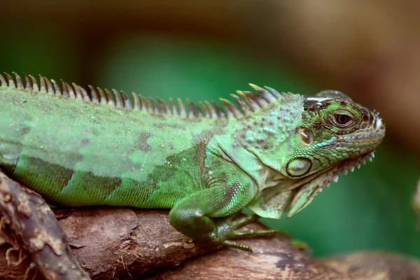 Groene leguaan op een boom — Stockfoto