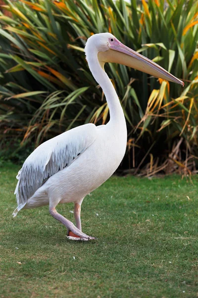 Roze pelikaan — Stockfoto