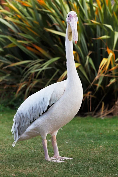 Great White Pelican — Stock Photo, Image