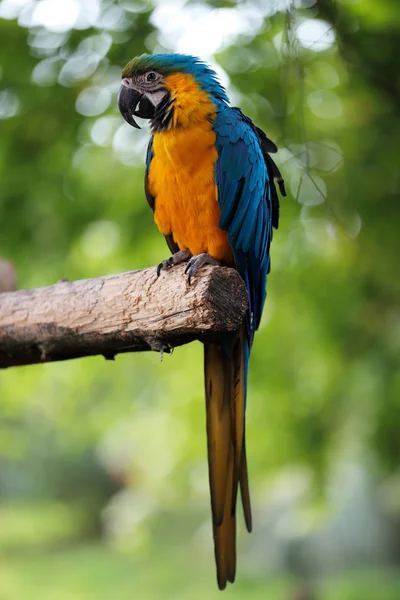 Blauer und goldener Ara Papagei — Stockfoto