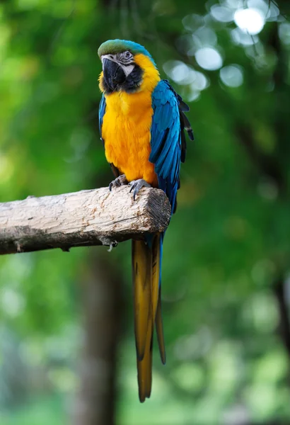 Blue en gold Ara parrot — Stockfoto