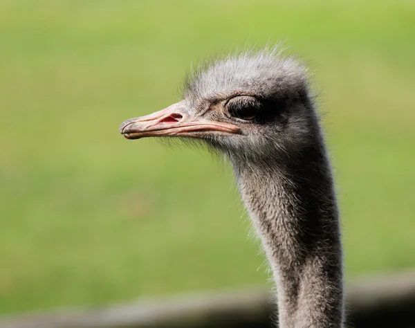 The portrait of Ostrich on a green background — Stock Photo, Image