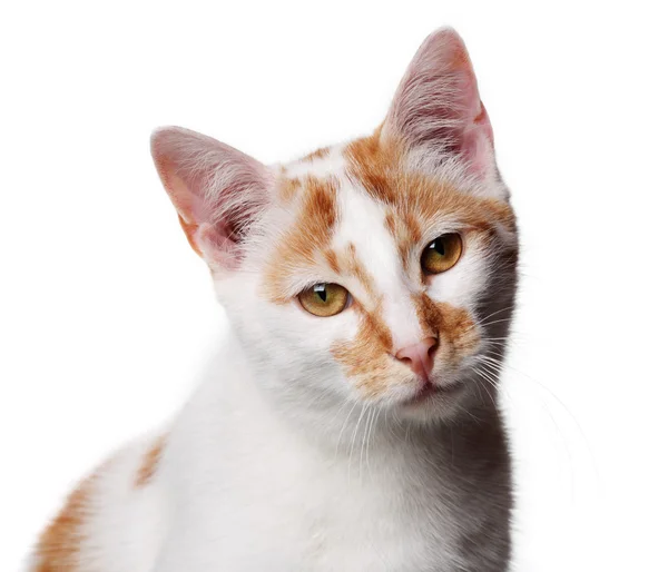 白と赤の若い猫 — ストック写真