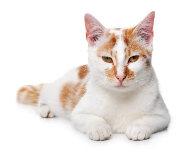 Jovem gato branco e vermelho — Fotografia de Stock