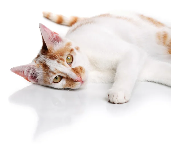 Młody kot biały i czerwony — Zdjęcie stockowe