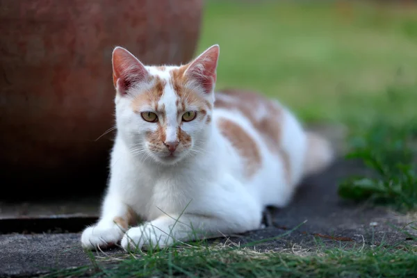 Young white and red cat laying down in the garden — Stock Photo, Image