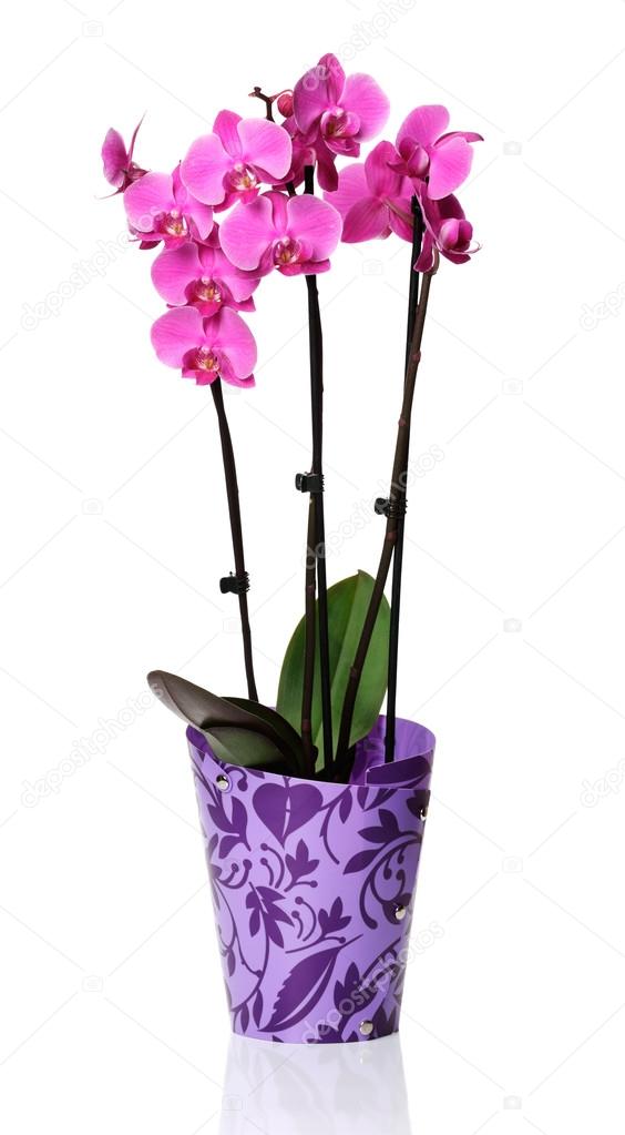 A bunch of pink orchids in a plastic pot