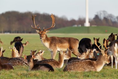 Dublin, İrlanda Phoenix Park'ta geyik sürüsü