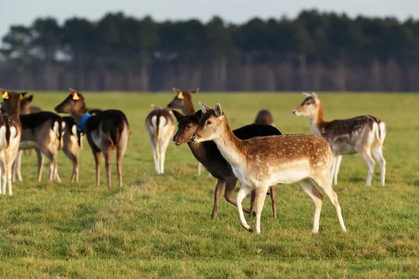 Stado jeleni w Phoenix Park w Dublinie, Irlandia — Zdjęcie stockowe