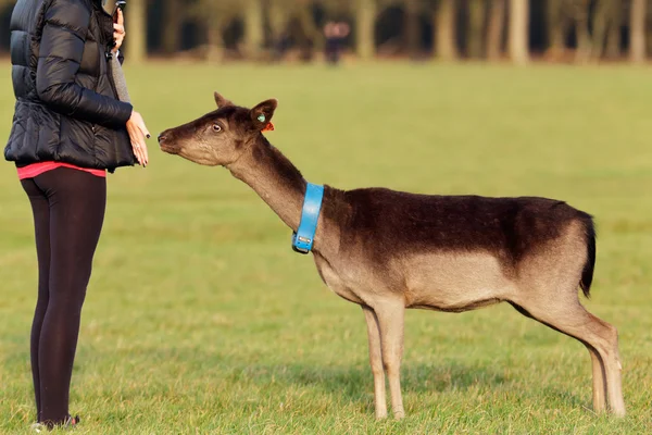 Dziewczyna karmienia jeleni w Phoenix Park w Dublinie, Irlandia — Zdjęcie stockowe