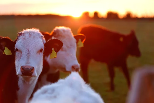 Stádo krav na louce lane západě Irska — Stock fotografie