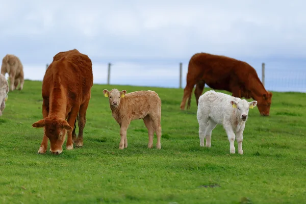 Een kudde van koeien op de weide lane in het westen van Ierland — Stockfoto