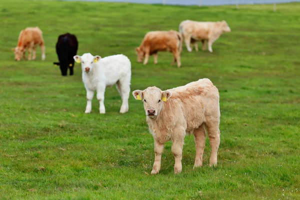 En flock kor på ängen lane i västra Irland — Stockfoto