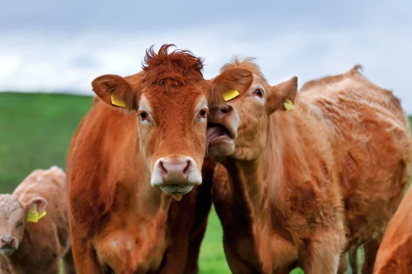 En flock kor på ängen lane i västra Irland — Stockfoto