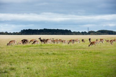 Dublin, İrlanda Phoenix Park'ta geyik sürüsü