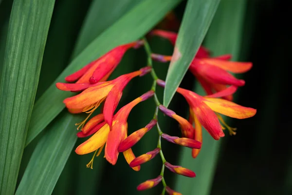 A close-up picture of a red and orange flowers — Stock Photo, Image