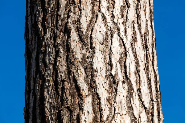 Una imagen de cerca de la corteza de un árbol — Foto de Stock