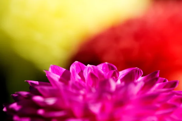 A close-up picture of a pink flower — Stock Photo, Image
