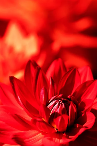 A close-up picture of a red flower — Stock Photo, Image