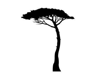Deniz Çam ağacı, Pinus Pinaster Akdeniz bitkisi, beyaz arka planda izole edilmiş vektör. 