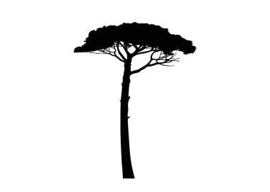 Deniz Çam ağacı, Pinus Pinaster Akdeniz bitkisi, beyaz arka planda izole edilmiş vektör. 