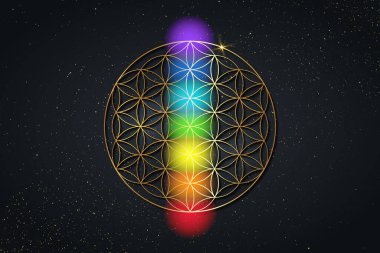 Hayatın çiçeği ve yedi çakra. Altın kutsal geometri, çakra noktalarını meditasyon için ayarla. Renkli çakra ışıkları. Yoga, zen, Budizm, iyileşme, refah konsepti. Siyah arkaplanda izole edilmiş vektör