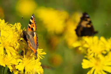 Mavi kelebek Sabah doğası çiçek açar