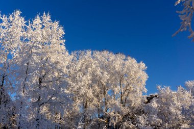 Kış parkında, sisli havada seyahat ederken gökyüzü .