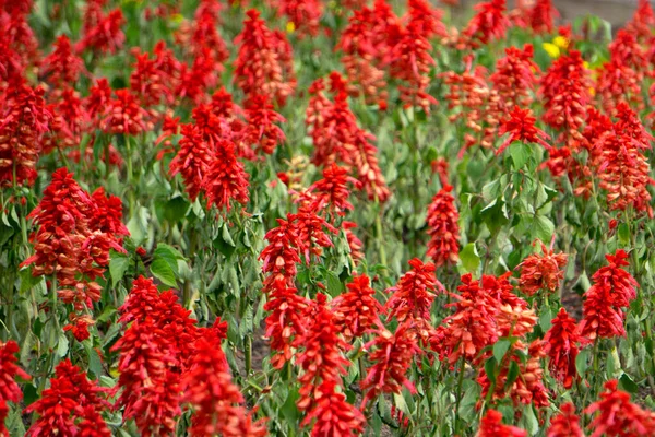 Borsó Virágokkal Élénk Piros Levelek Közelkép Egy Színes Háttér Berberisz — Stock Fotó