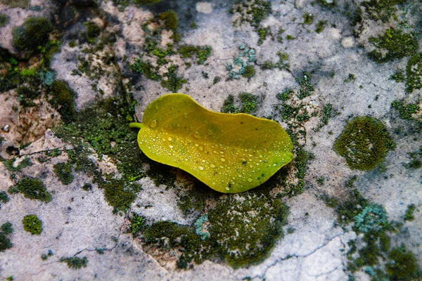 Çiy ile sonbahar yaprak düşer
