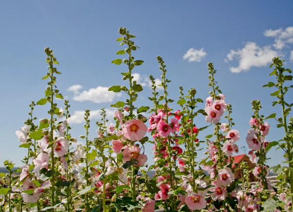 Hollyhocks tegen bewolkt blauwe skyline — Stockfoto