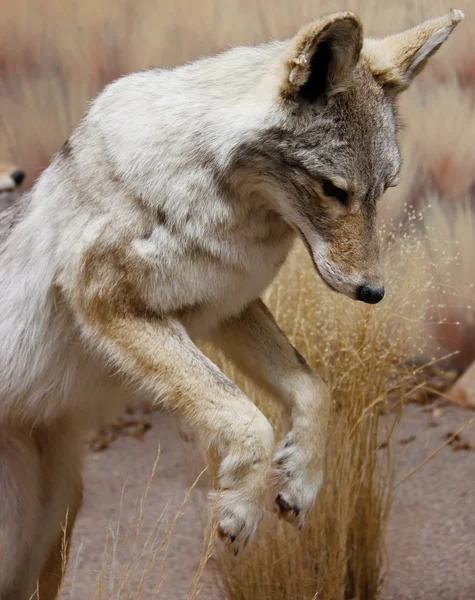 Werpt wild coyote Stockfoto