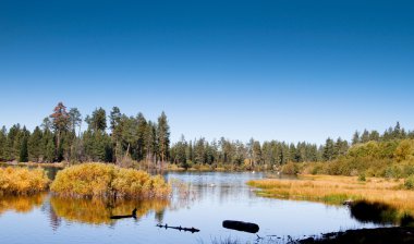 Uzun, ağaçlar ve ördek Havuzu