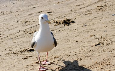 California Sea Gull on sand clipart