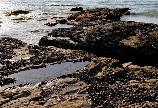 Cama mejillón de la costa del Pacífico — Foto de Stock
