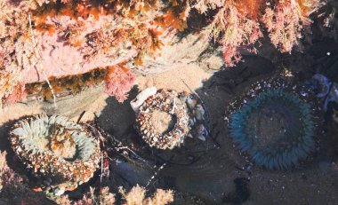 Gelgit havuzu deniz anemon