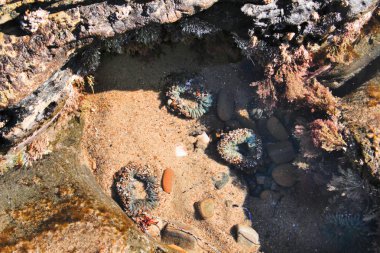 Gelgit havuzu deniz anemon