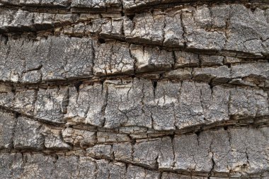 Palmiye ağacı kabuğu desenli arkaplan