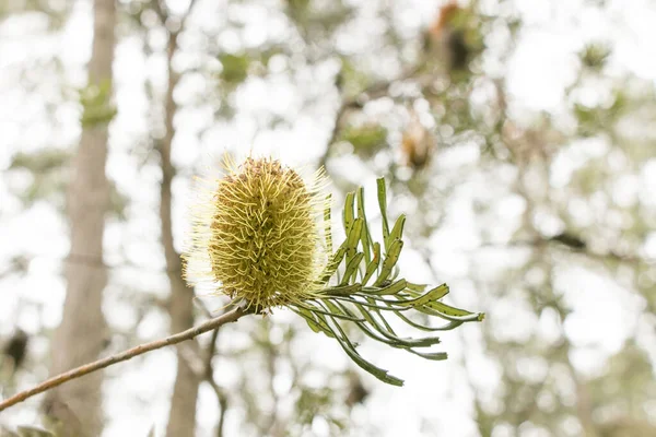Avustralya 'nın altın sarısı bankasında sığ bir alan derinliği var.