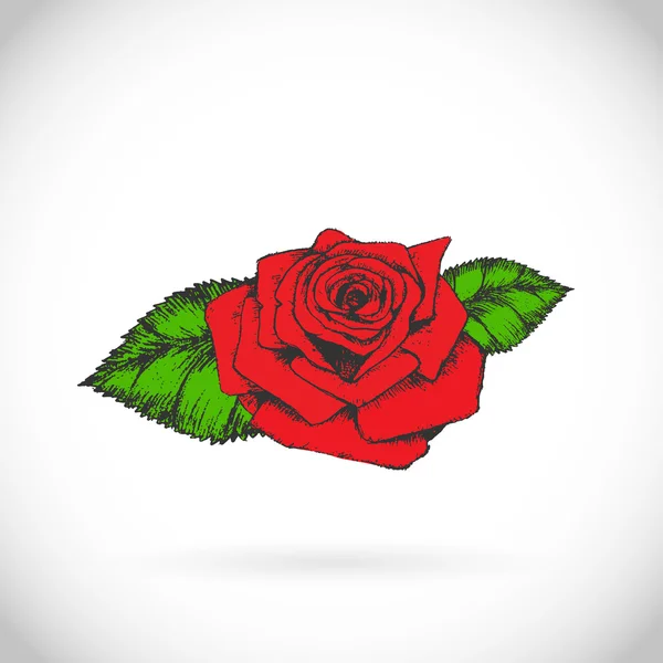 Vector rose flower — Stock Vector