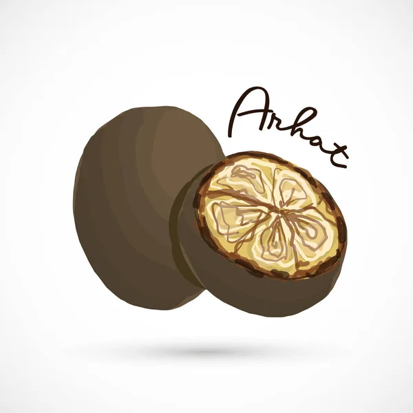 Monje Fruta Siraitia Hierba Planta Vector Ilustración — Archivo Imágenes Vectoriales