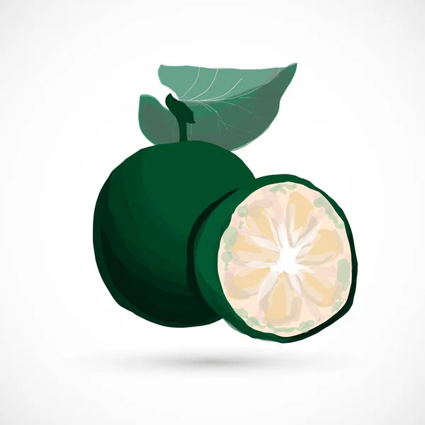 Monje Fruta Siraitia Hierba Planta Vector Ilustración — Archivo Imágenes Vectoriales