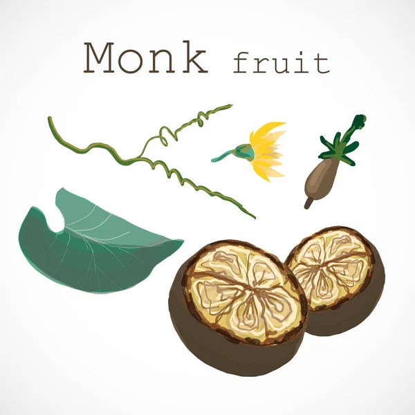 Monnik Fruit Siraitia Kruid Plant Vector Illustratie — Stockvector