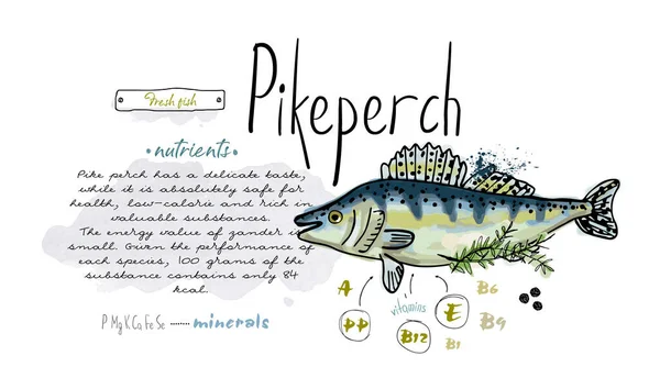 Rybí Ikeperch Ručně Kreslené Set Akvarel Inkoust Jídlo Vitamin Menu — Stockový vektor