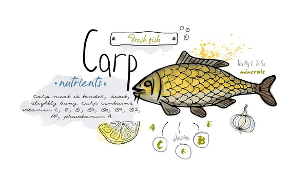 Rybí Kapr Ručně Kreslené Set Akvarel Inkoust Jídlo Vitamin Menu — Stockový vektor