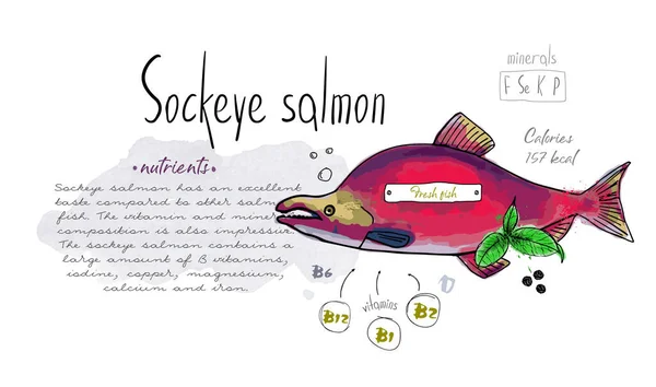 Fish Sockeye Lachs Handgezeichnetes Set Aquarellfarbe Tinte Lebensmittel Vitamin Menü — Stockvektor