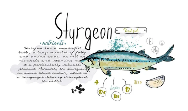 Tangan Ikan Sturgeon Menggambar Tinta Cat Air Restoran Menu Vitamin - Stok Vektor