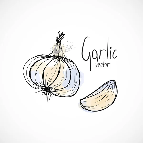 Garlic Watercolor Ink Sketch Food Hand Drawn Vector Ingredient Recipes — Stock Vector